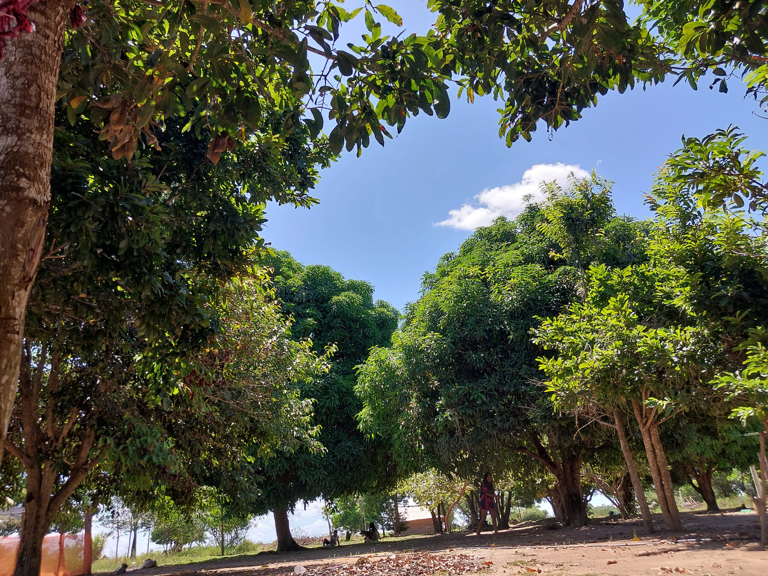 [arvores]_ana-janete_31