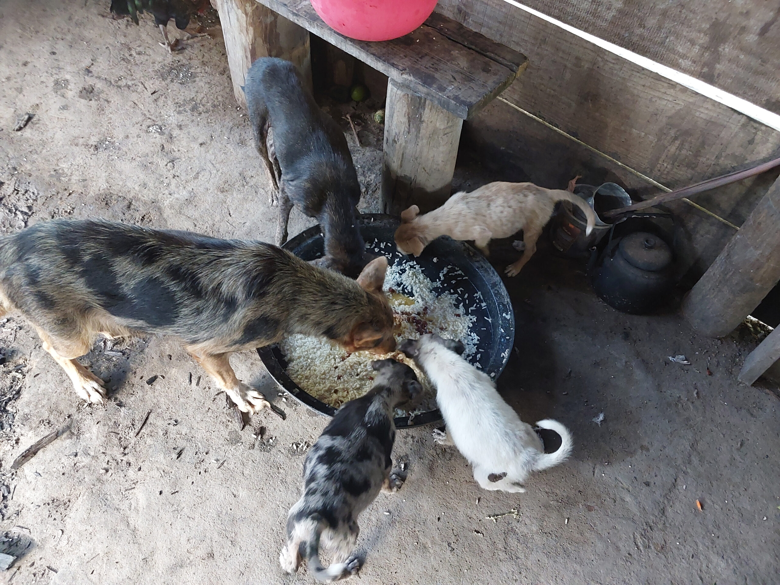 [cachorros-comendo]_ana-janete_27jpg