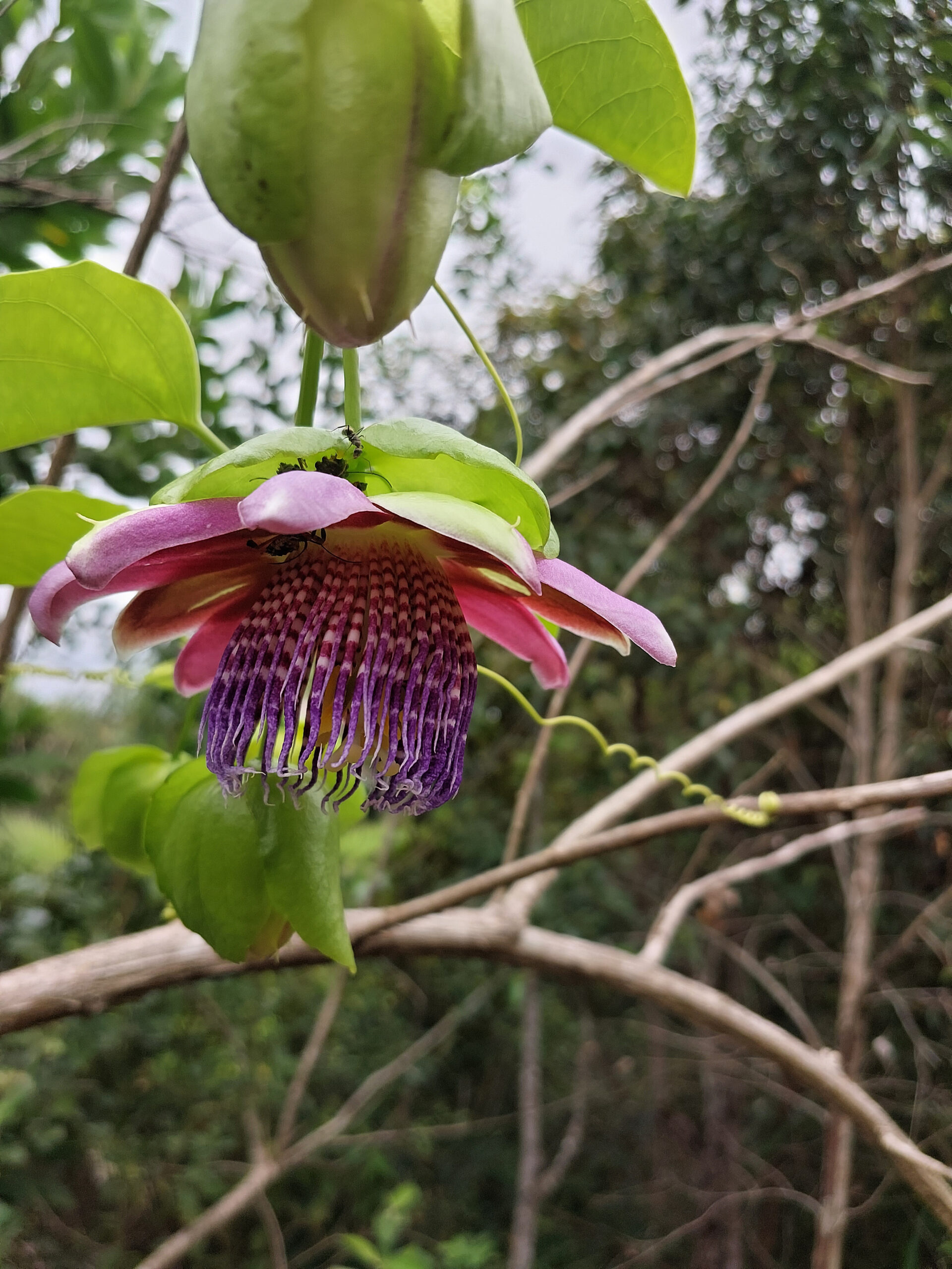 [flor-de-maracuja_selvagem]_ana-janete_30