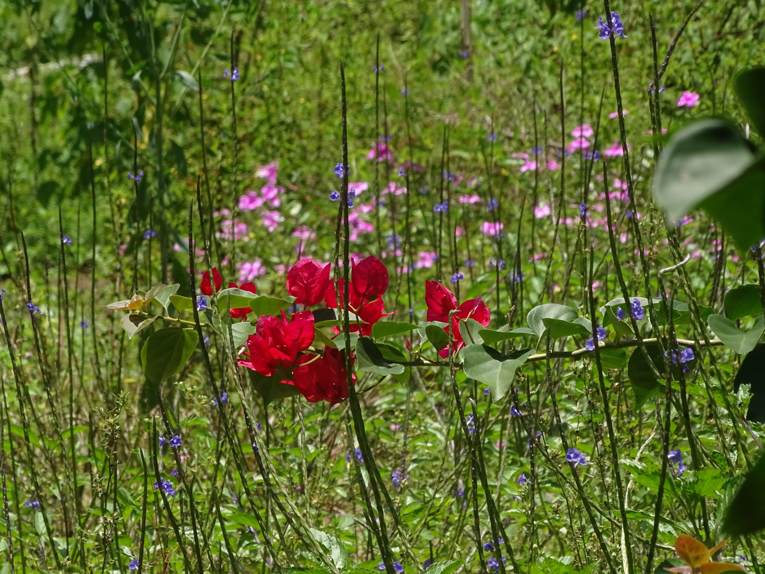 flores-de-olho-d'agua_gilcaflores_14