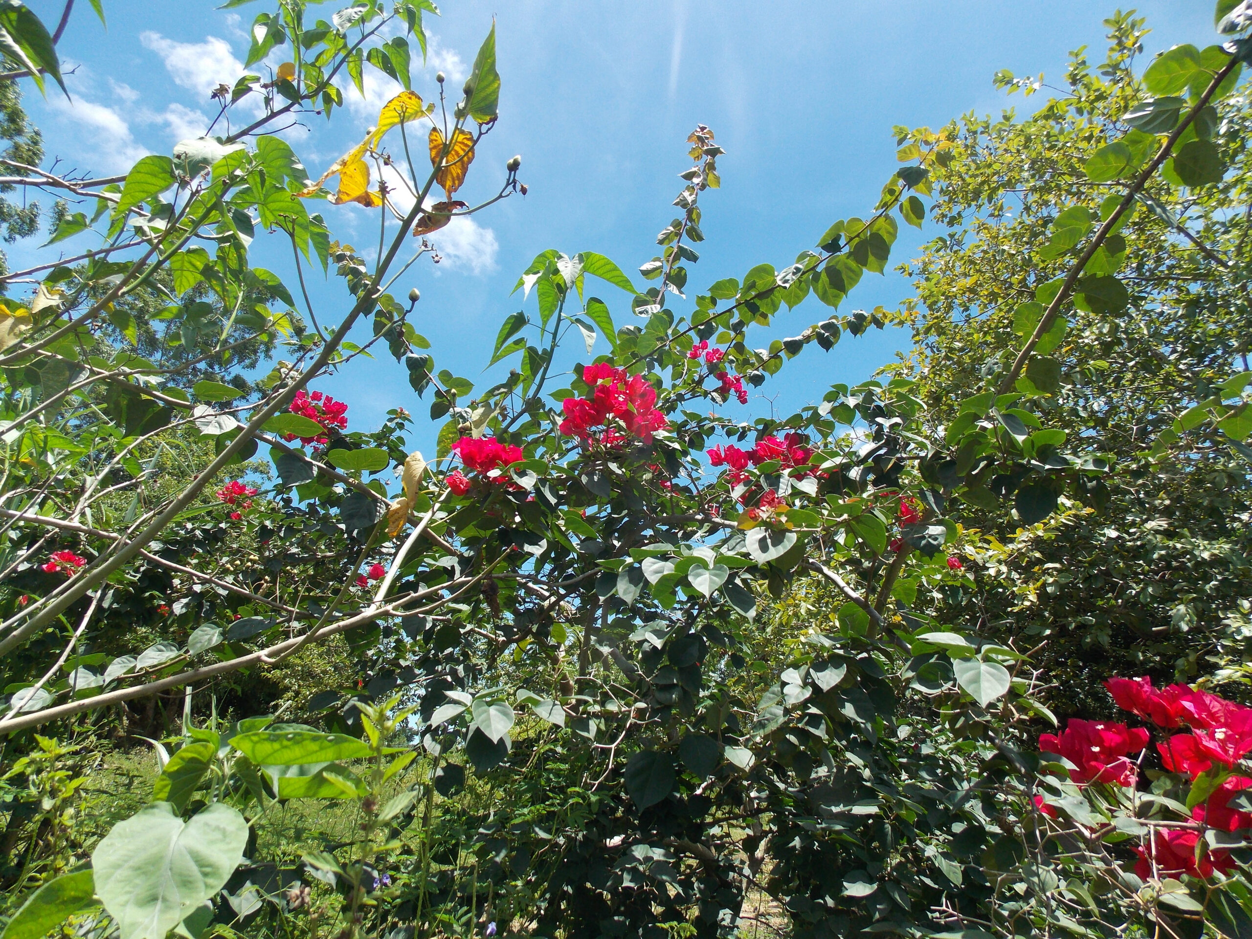 [flores]_ana-janete_03