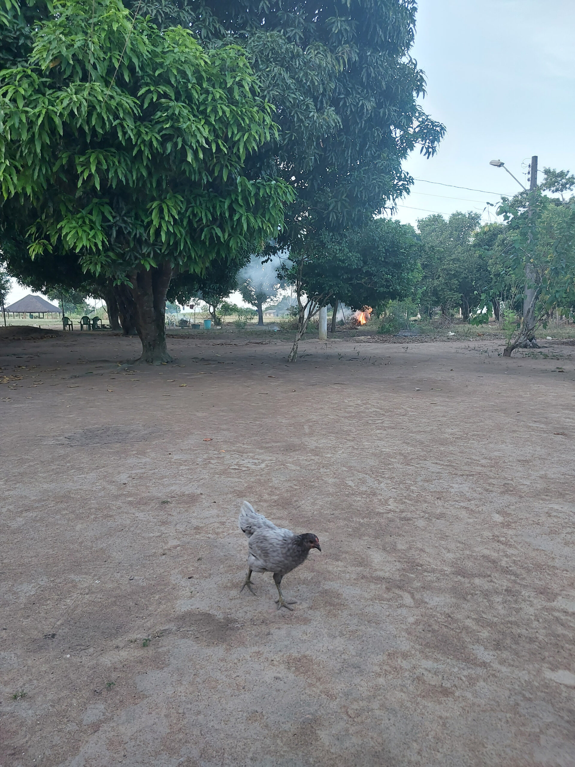 [galinha-em-fuga]_ana-janete_20