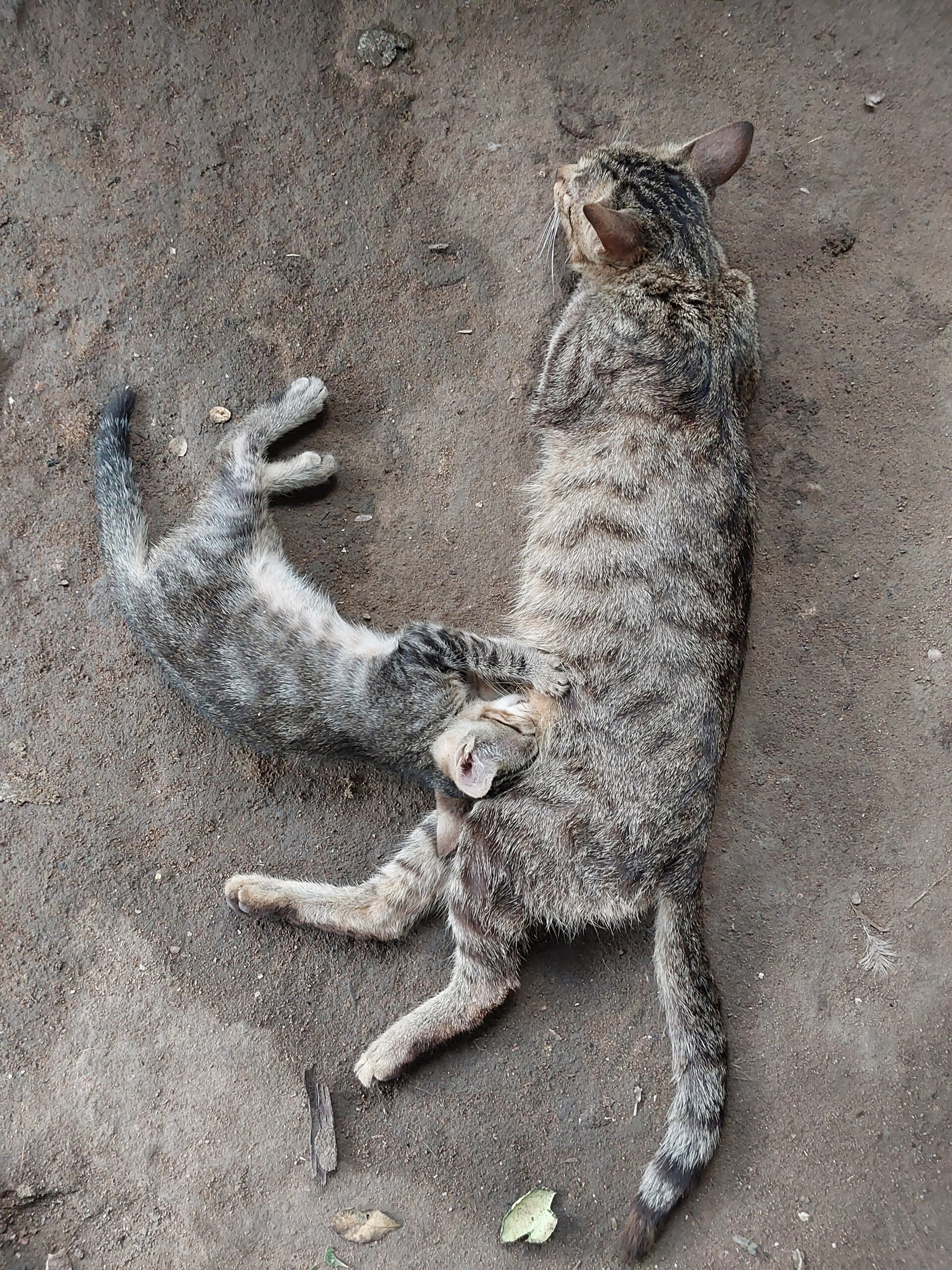 [gato-mamando]_ana-janete_17