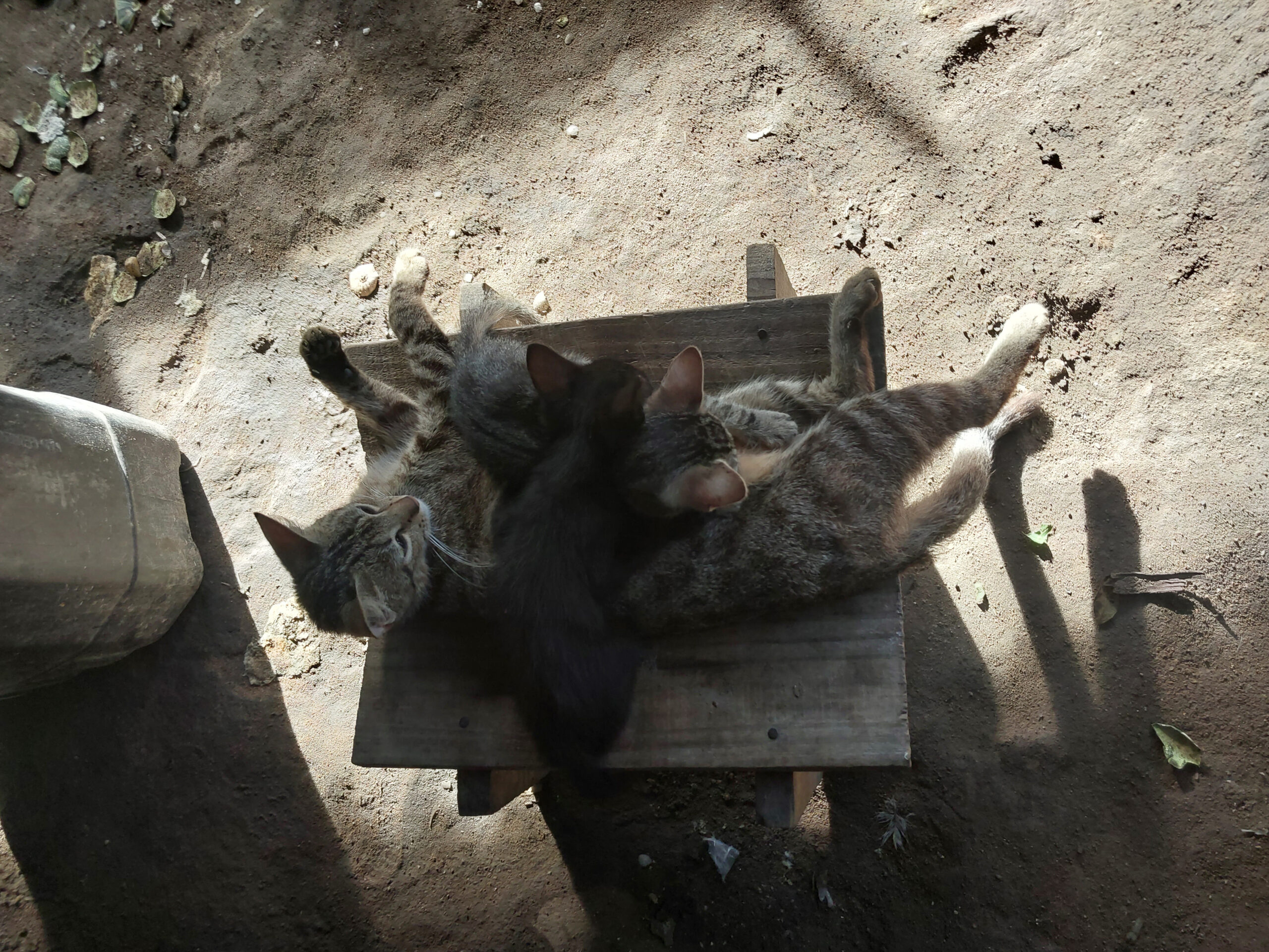 [gatos]_ana-janete_18