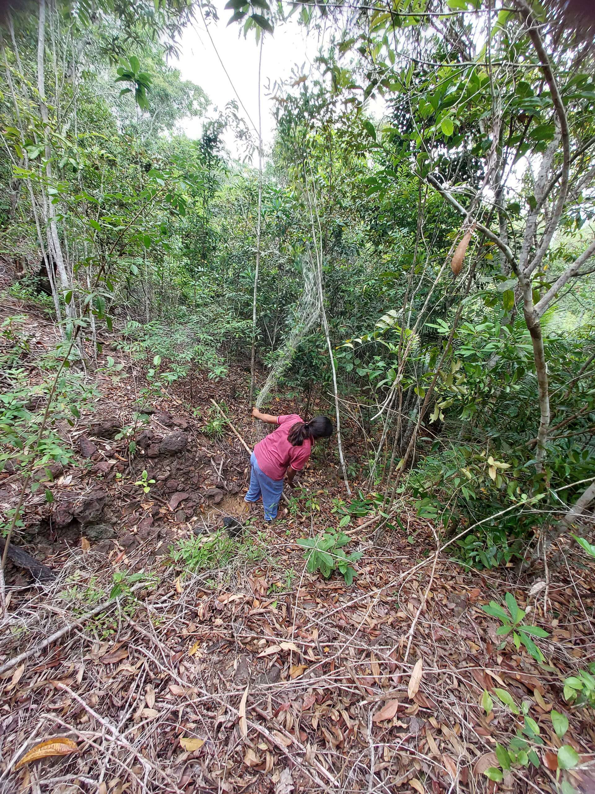 [jane-trabalhando-na-mata]_ana-janete_29a