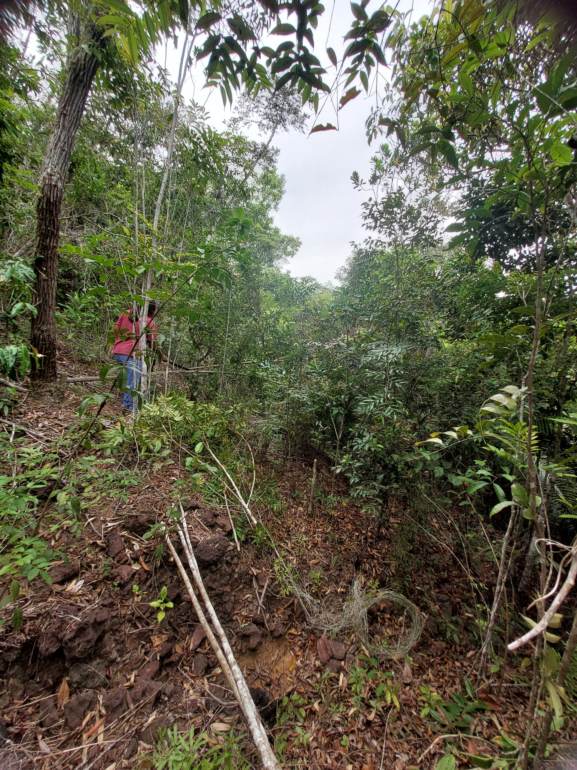 [jane-trabalhando-na-mata]_ana-janete_29c