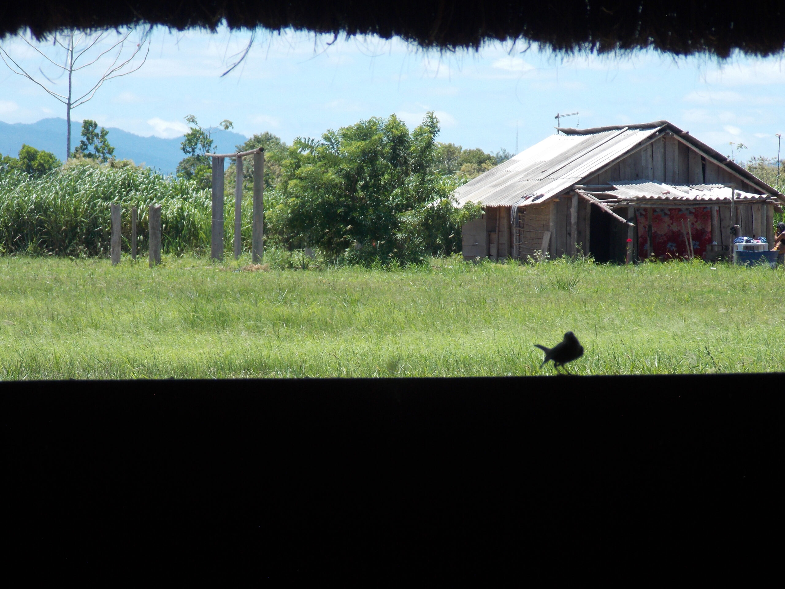 [passarinho-e-paisagem]_ana-janete_07