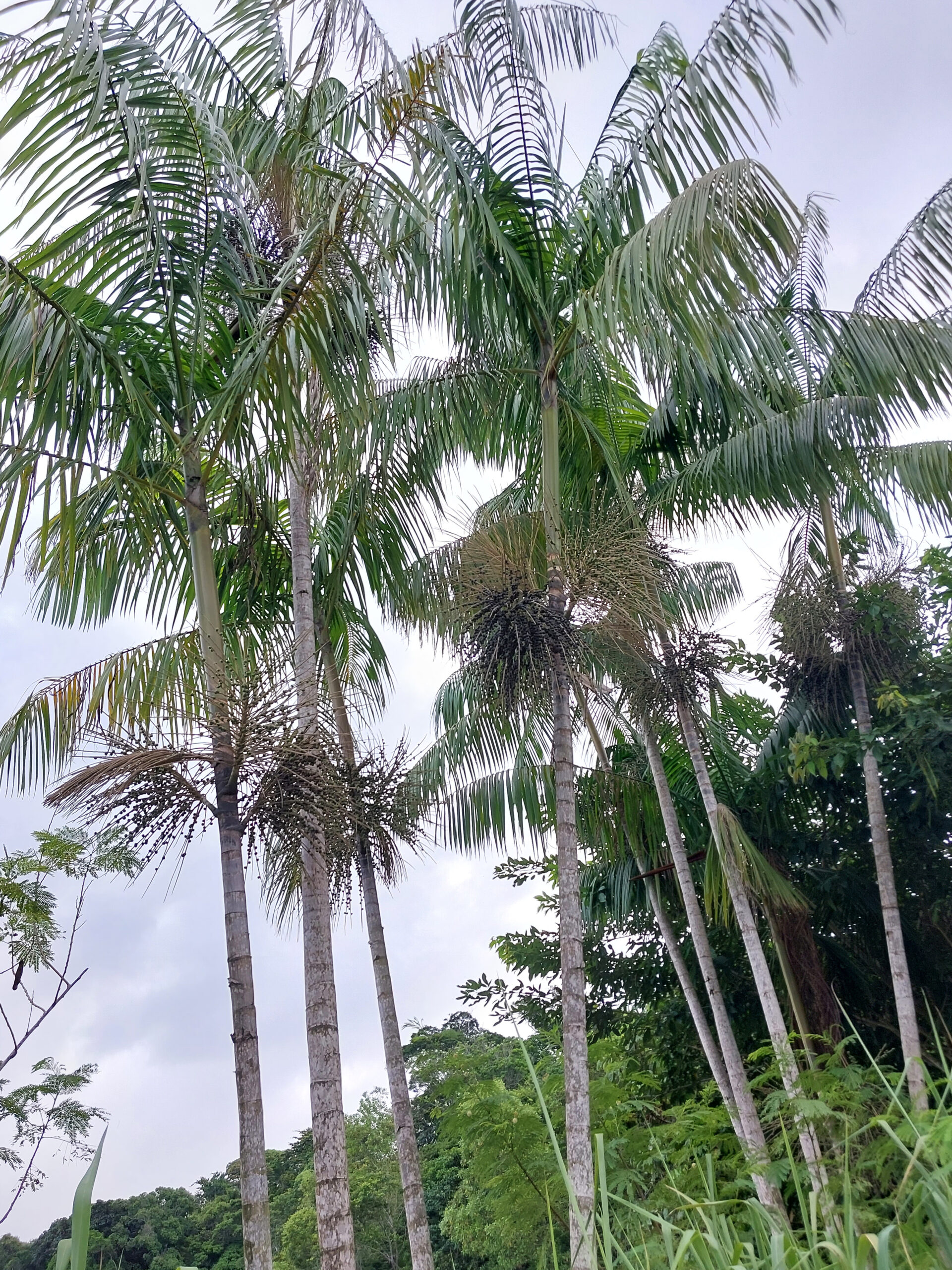 [pes-de-acai]_ana-janete_16