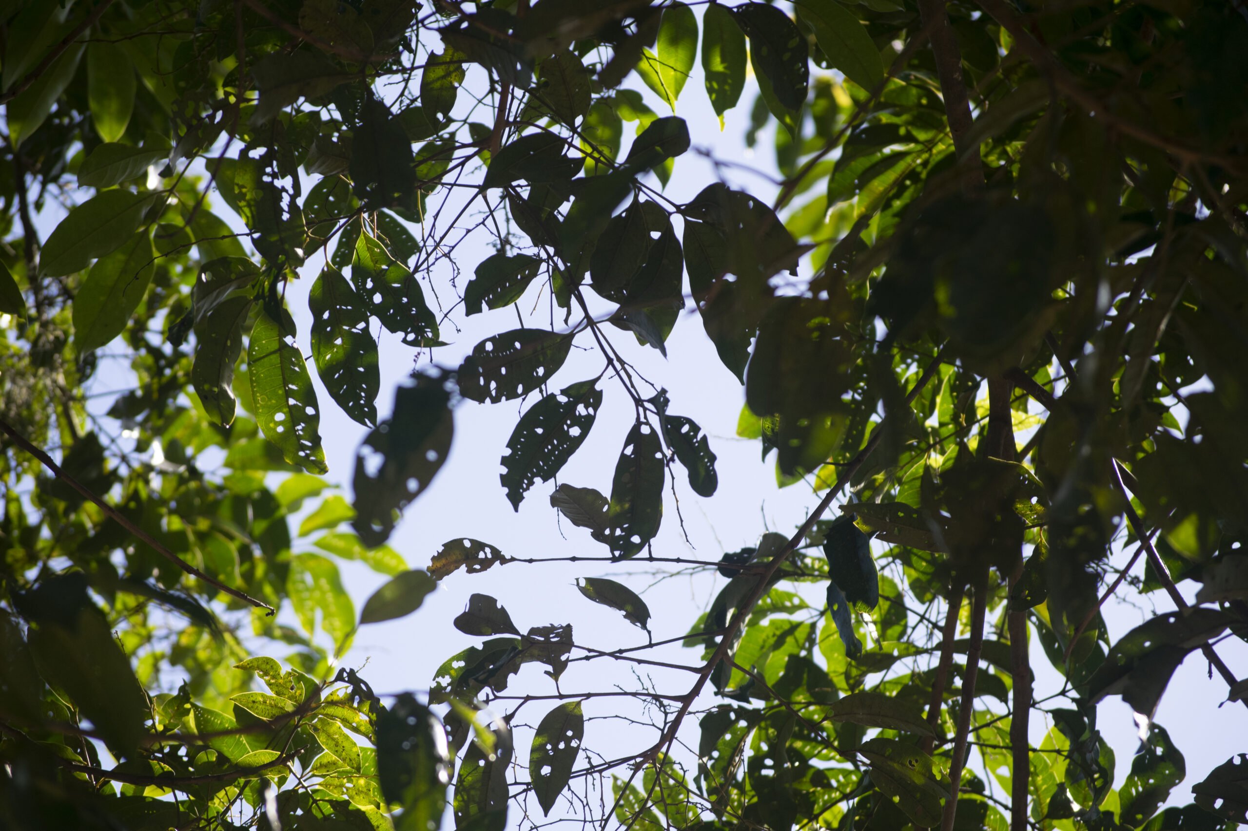 rendas-da-mata_gilcaflores_11