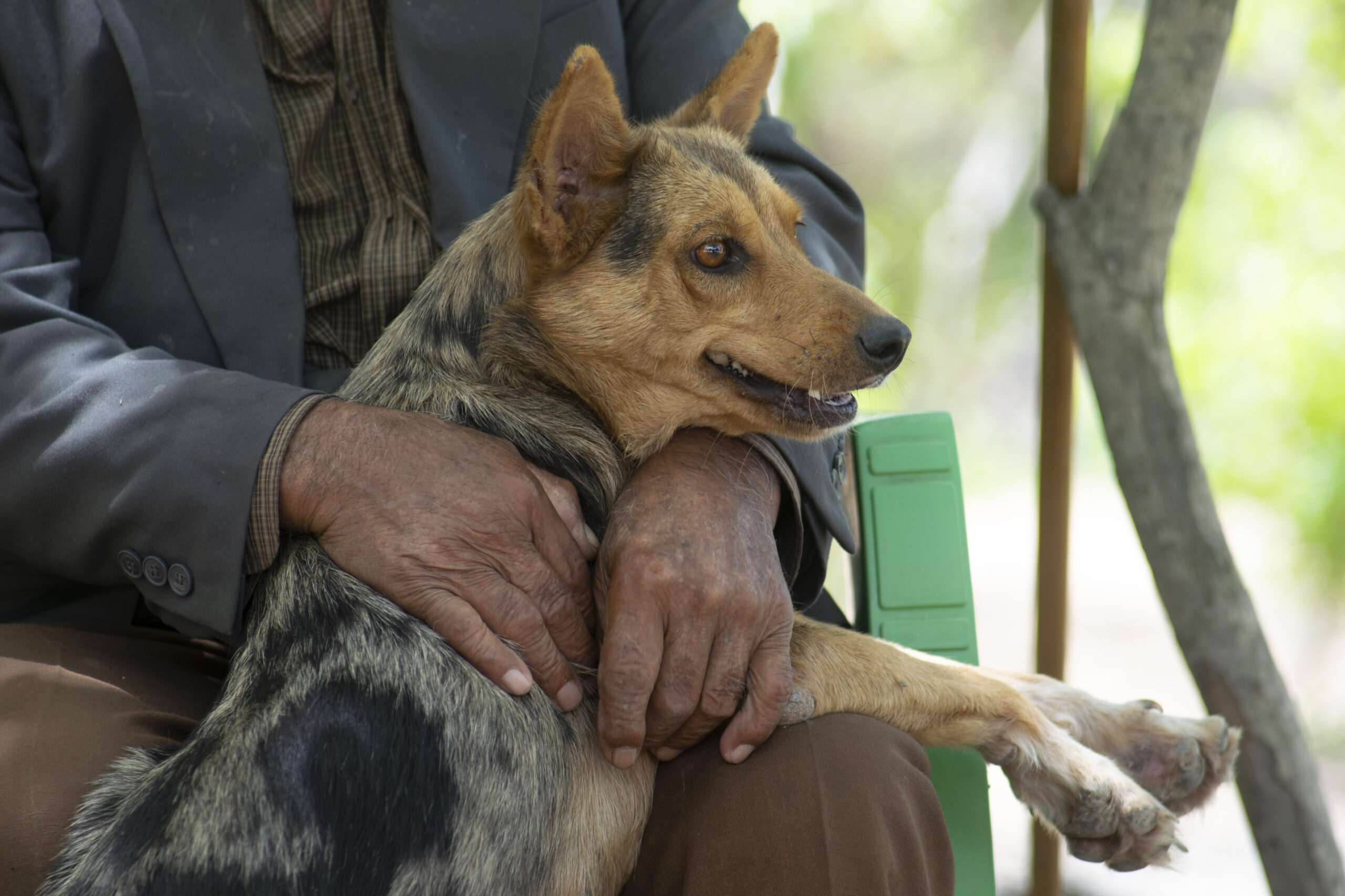 sr.francisco-e-seu-cao_gilcaflores_02