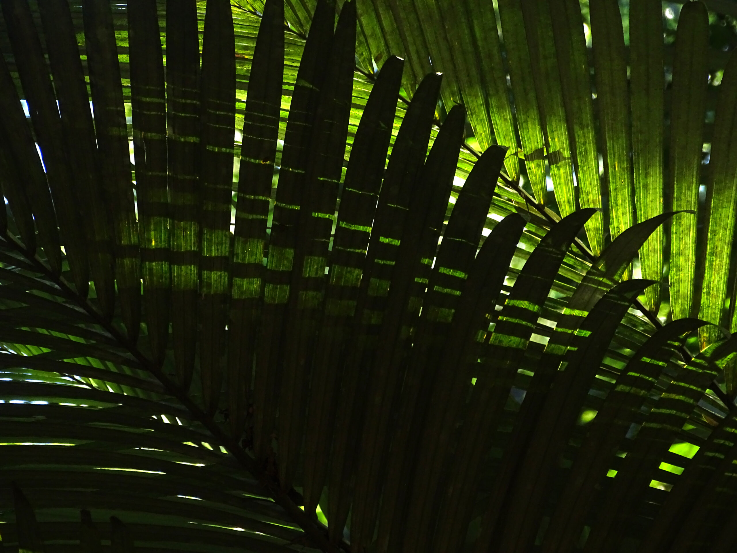 trama-de-palmeiras_gilcaflores_13