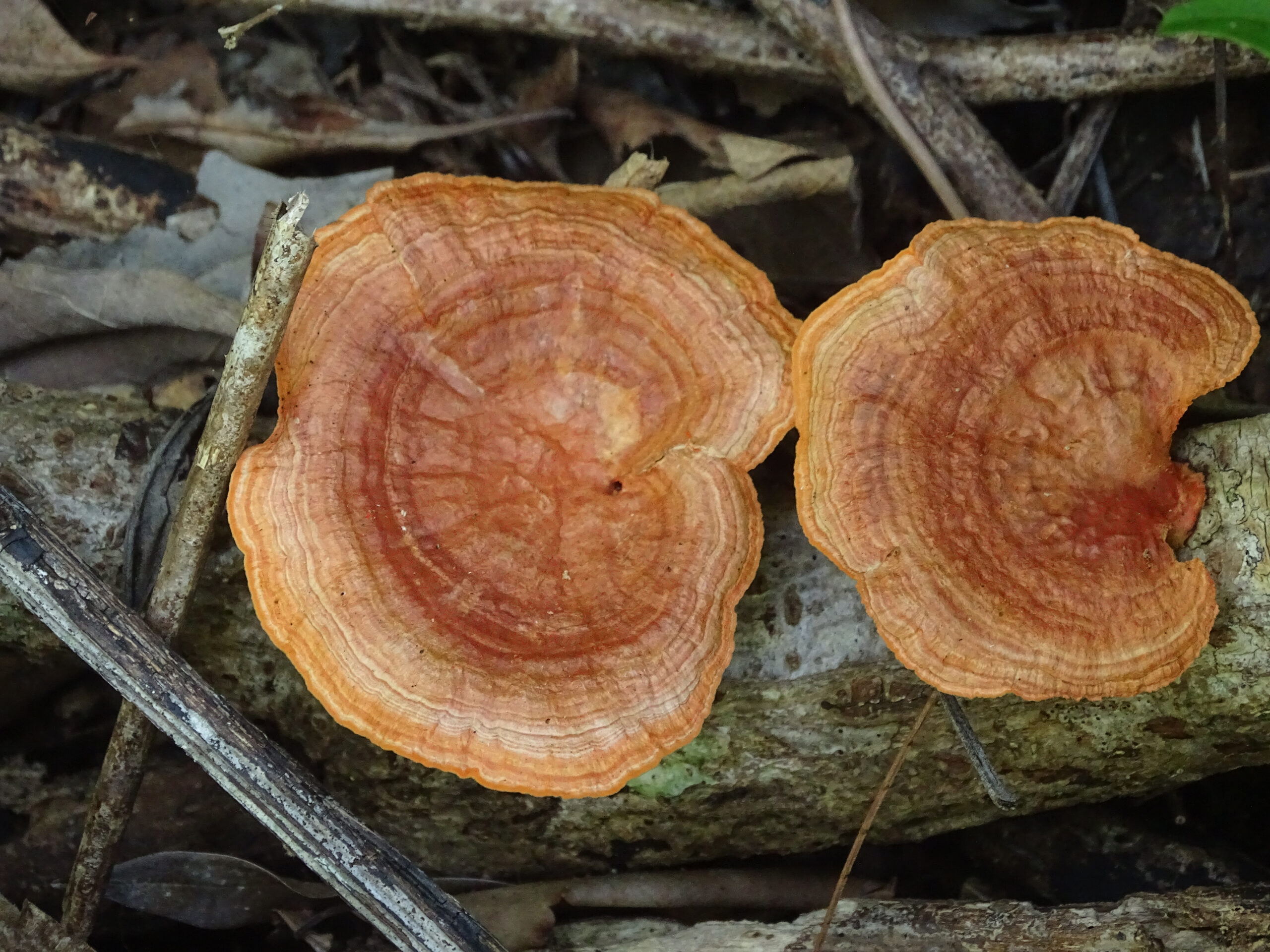 urupê_a-mata-escuta_gilcaflores_08