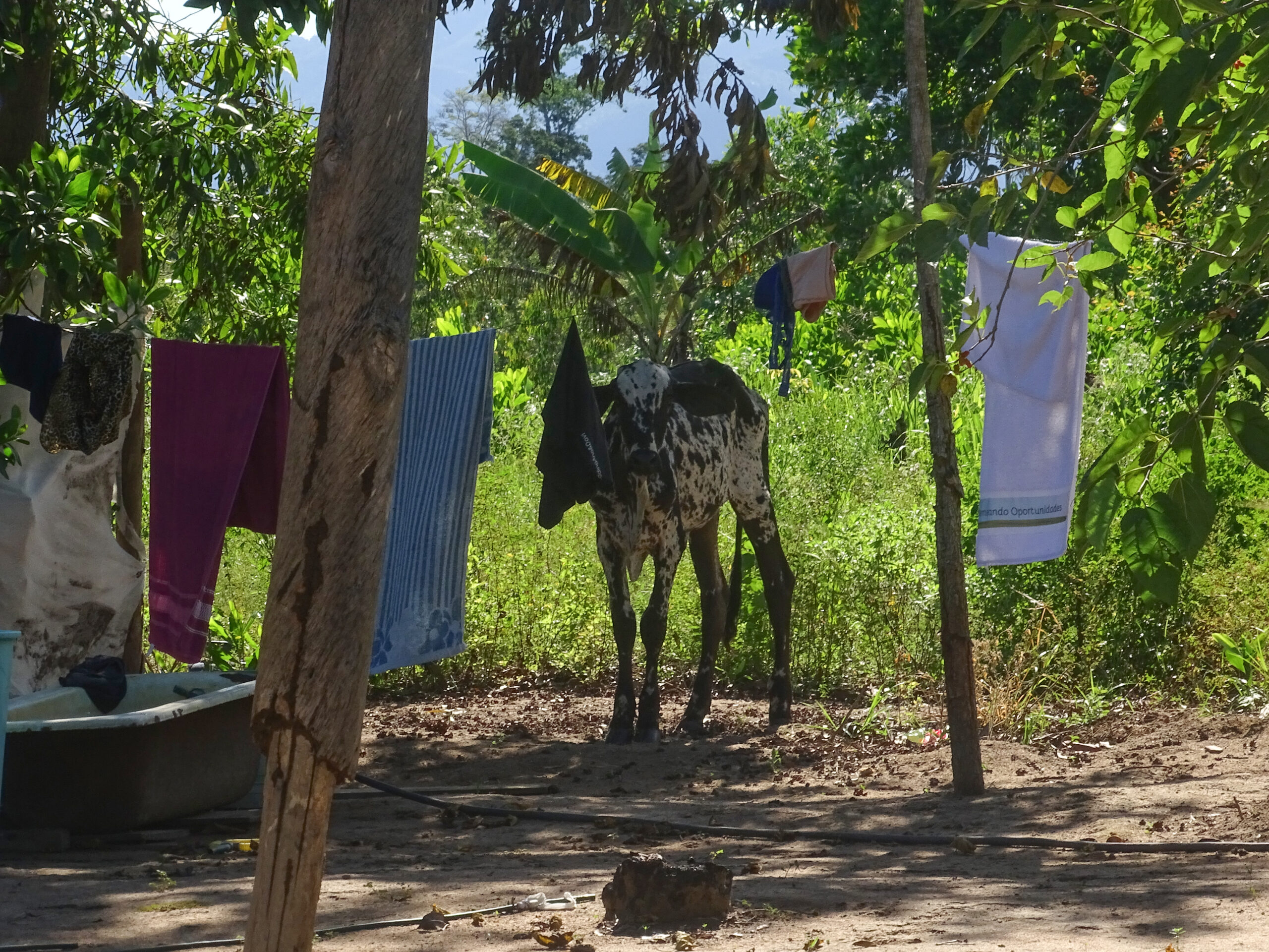 vaca-no-varal_gilcaflores_15